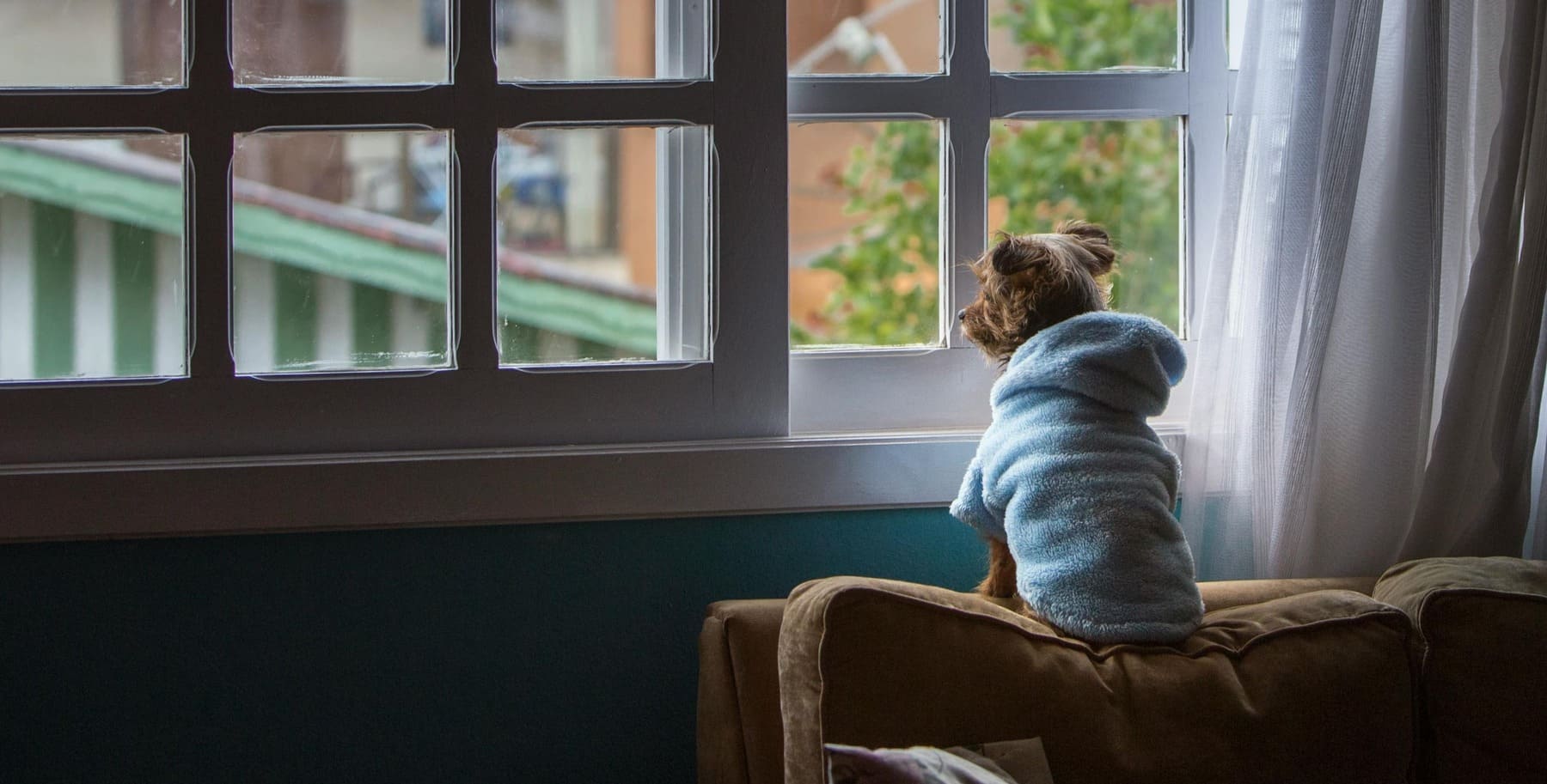 Anxiété de séparation