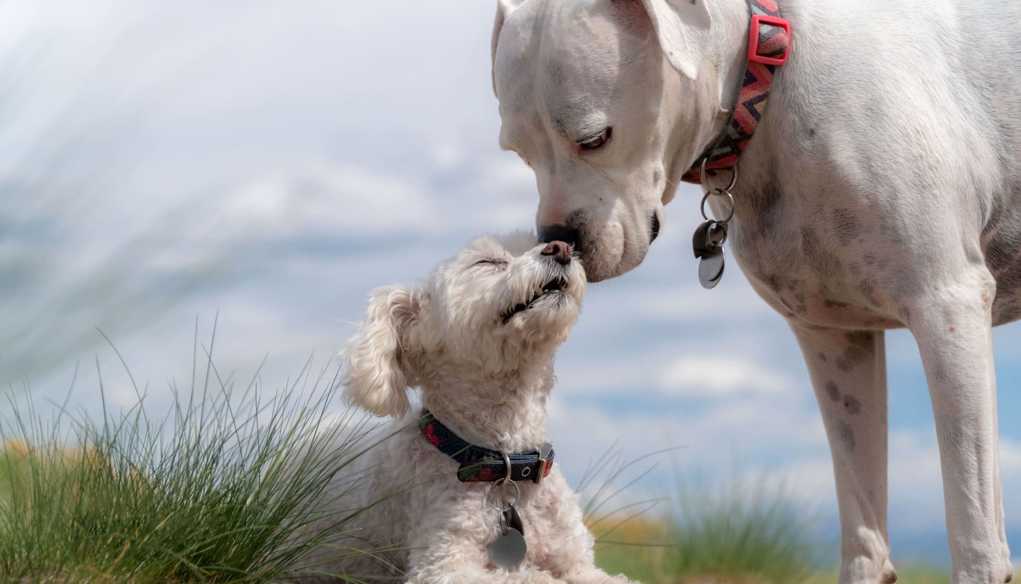 L’importance de la socialisation du chiot