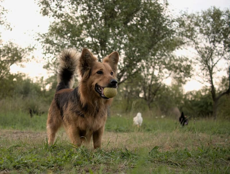 Éducation canine avec éducateur comportementaliste canin Montpellier